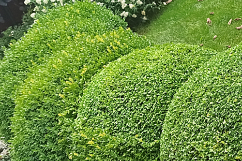 Artystyczne formowanie roślin Jaworzno Sosnowiec