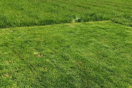 Koszenie i pielęgnacja trawników