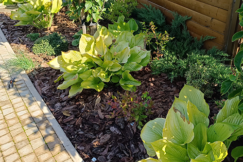 Pielęgnacja rabat i nasadzenia roślin Jaworzno