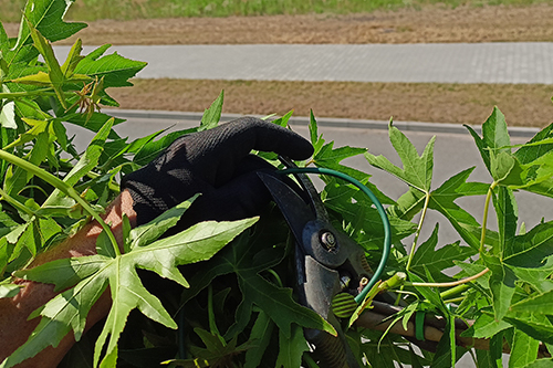 Pielęgnacja roślin ogrodowych