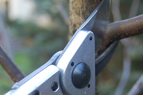 Przycinanie drzew i krzewów owocowych Jaworzno Sosnowiec