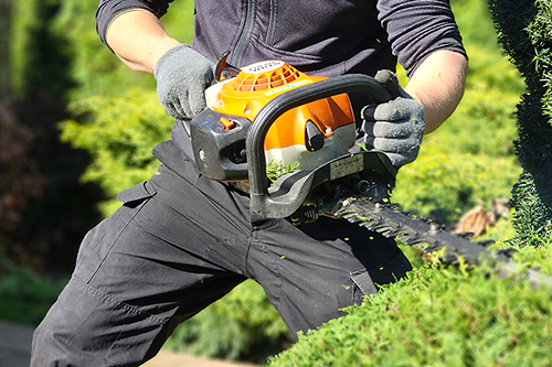 Przycinanie roślin Jaworzno Dąbrowa Górnicza Sosnowiec