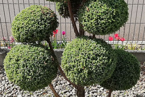 Przycinanie topiary bonsai Jaworzno Sosnowiec