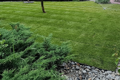 Zakładanie trawnika z rolki w Jaworznie