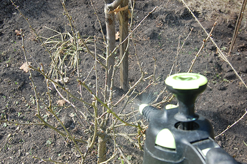 Zwalczanie chorób i szkodników roślin Jaworzno Sosnowiec