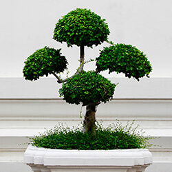 artystyczne formowanie roślin