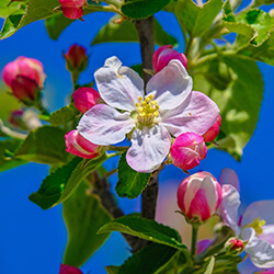 pielęgnacja drzew i krzewów ozdobnych