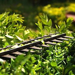 pielęgnacja żywopłotów