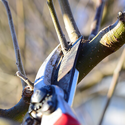 przycinanie drzew owocowych