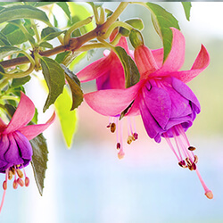 Przygotowanie ogrodu do wiosny