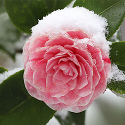 Przygotowanie ogrodu do zimy