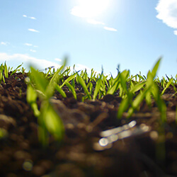 zakładanie trawników