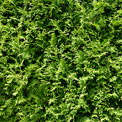 zakładanie żywopłotów