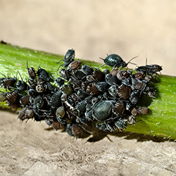 zwalczanie chorób i szkodników roślin