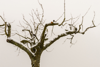 zimowa pielęgnacja roślin